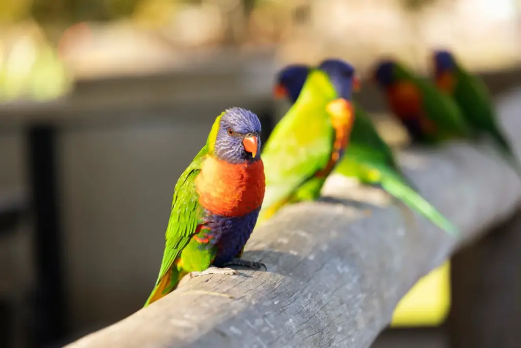 A colorful rainbow lorikeet with bright green, blue, orange, and yellow feathers perches on a wooden railing, with three more lorikeets blurred in the background. Sunlight highlights their vibrant plumage.